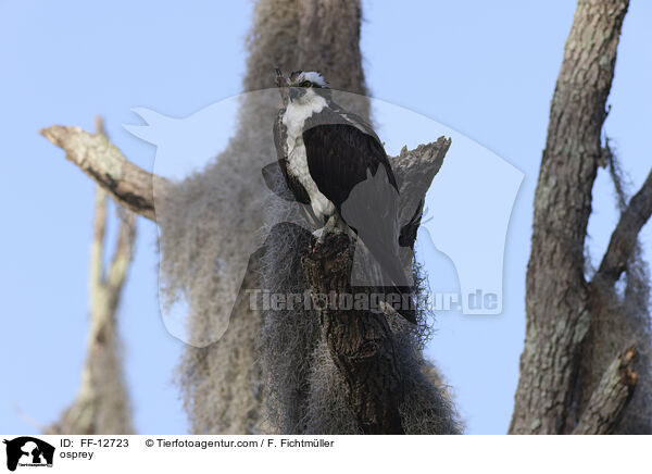 Fischadler / osprey / FF-12723