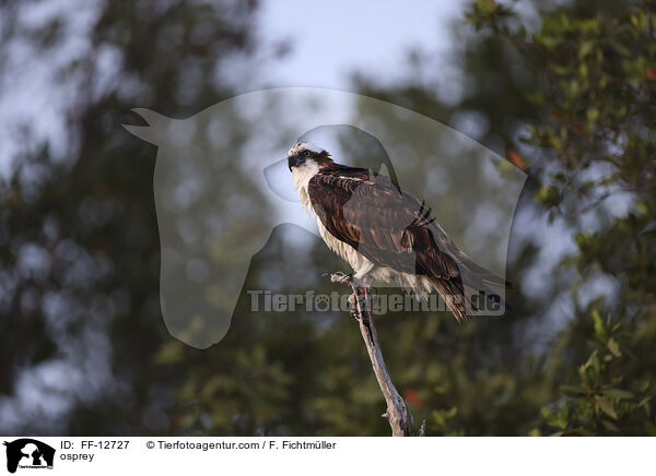 Fischadler / osprey / FF-12727