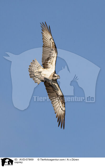 Fischadler / osprey / AVD-07869