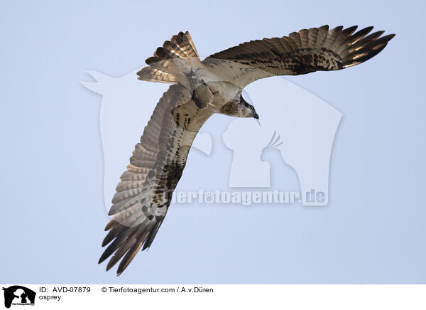 Fischadler / osprey / AVD-07879