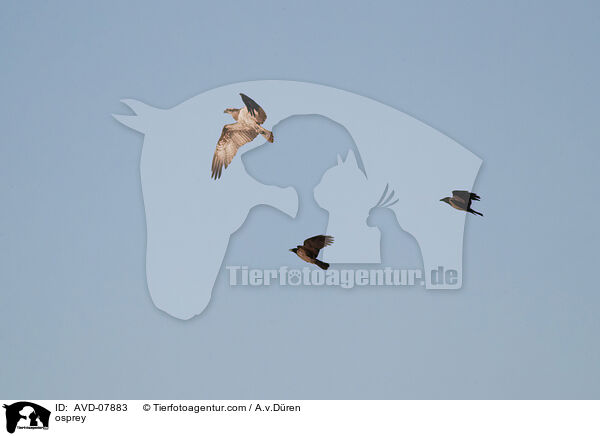 Fischadler / osprey / AVD-07883