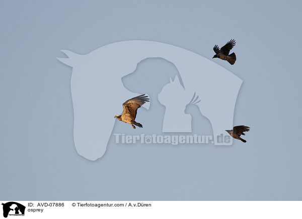 Fischadler / osprey / AVD-07886