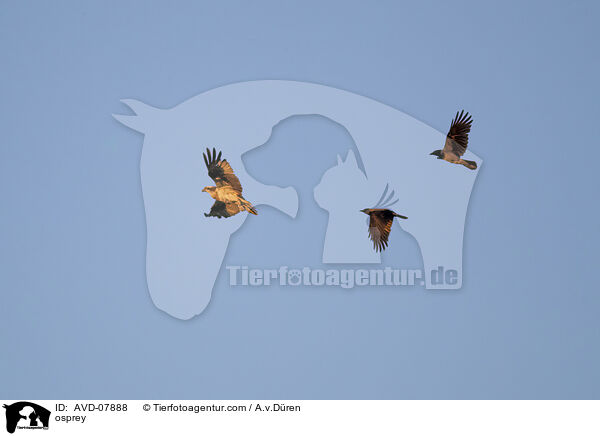 Fischadler / osprey / AVD-07888
