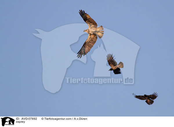 Fischadler / osprey / AVD-07892