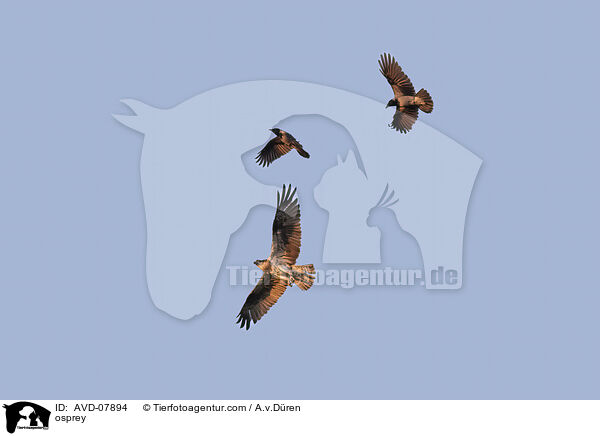 Fischadler / osprey / AVD-07894