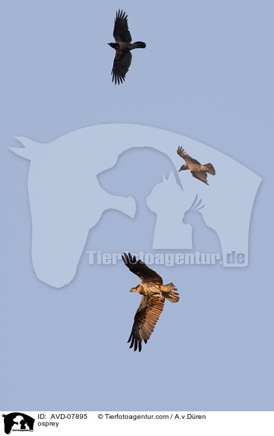 Fischadler / osprey / AVD-07895