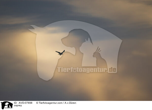 Fischadler / osprey / AVD-07898