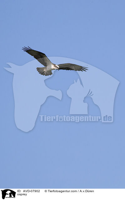 Fischadler / osprey / AVD-07902