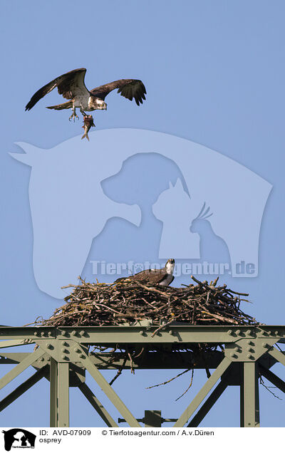 Fischadler / osprey / AVD-07909