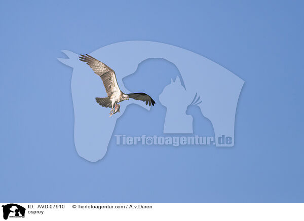 Fischadler / osprey / AVD-07910
