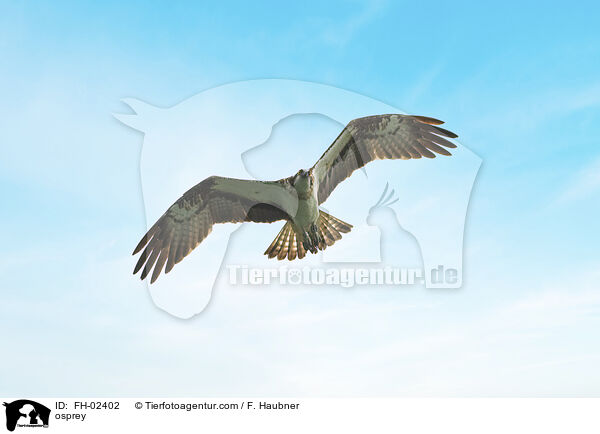 Fischadler / osprey / FH-02402