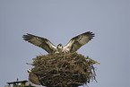 osprey