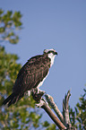 Osprey