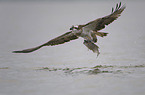 osprey