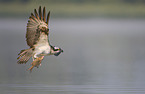 osprey