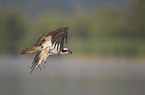 osprey