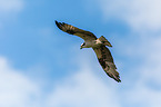 osprey