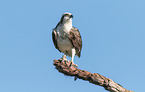 osprey