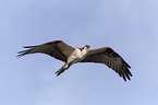 osprey