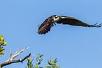 osprey