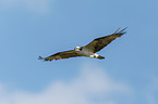 osprey