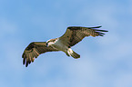 osprey