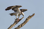 osprey