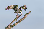 osprey