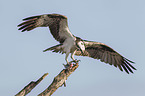 osprey