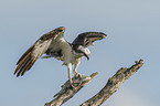 osprey