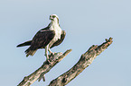 osprey