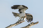 osprey