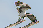 osprey