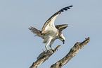 osprey