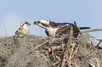 ospreys