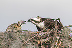 ospreys