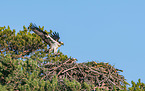 osprey