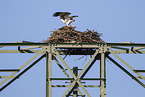 osprey