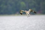 osprey