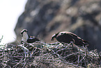 osprey
