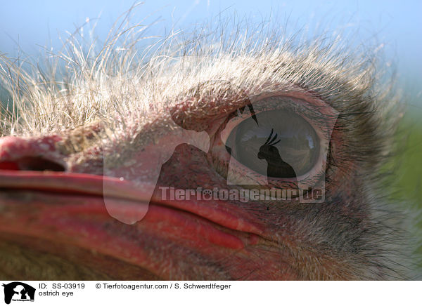 Afrikanischer Strau Auge / ostrich eye / SS-03919