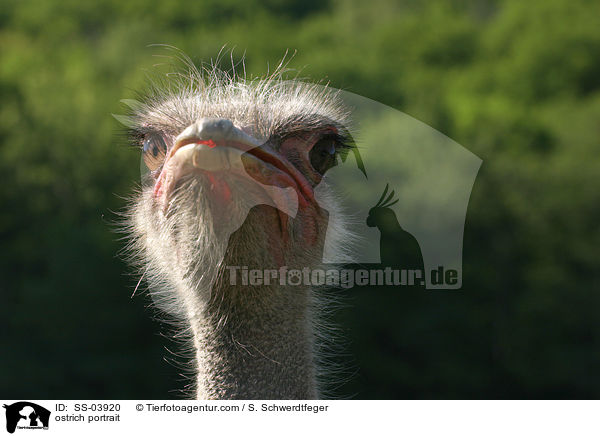 Afrikanischer Strau Portrait / ostrich portrait / SS-03920