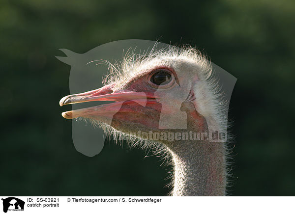 Afrikanischer Strau Portrait / ostrich portrait / SS-03921