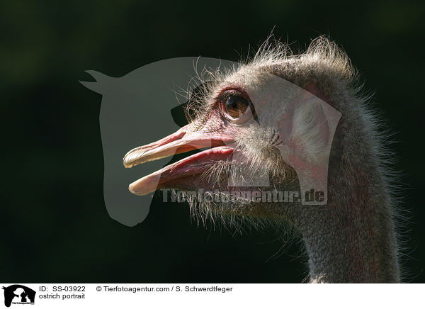 Afrikanischer Strau Portrait / ostrich portrait / SS-03922