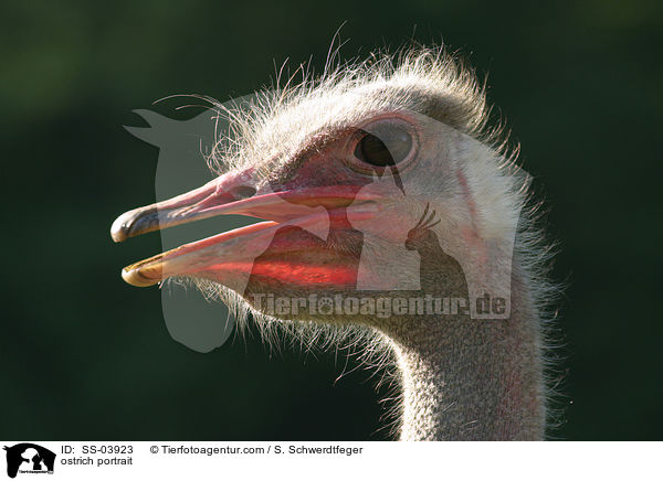 Afrikanischer Strau Portrait / ostrich portrait / SS-03923