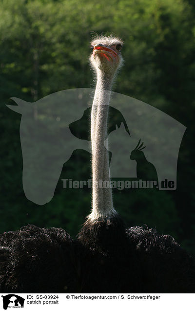 Afrikanischer Strau Portrait / ostrich portrait / SS-03924