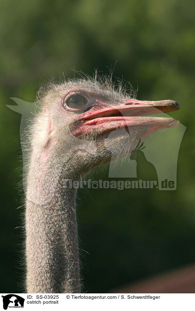 Afrikanischer Strau Portrait / ostrich portrait / SS-03925