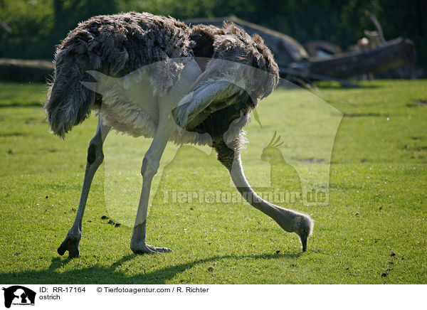ostrich / RR-17164