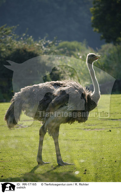 ostrich / RR-17165