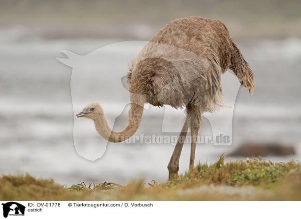 Afrikanische Strau / ostrich / DV-01778